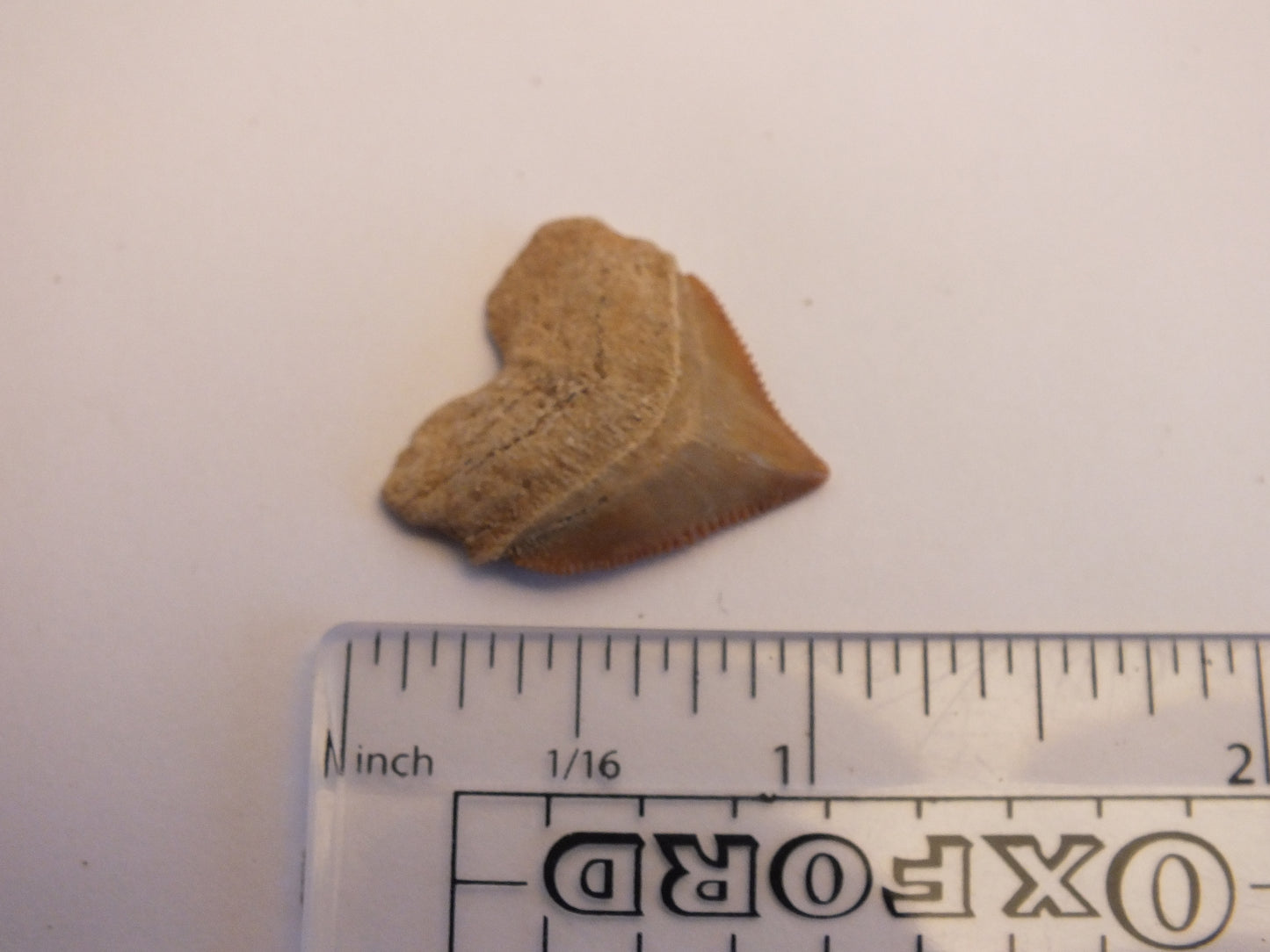 1.1" Squalicorax Shark Tooth Fossil