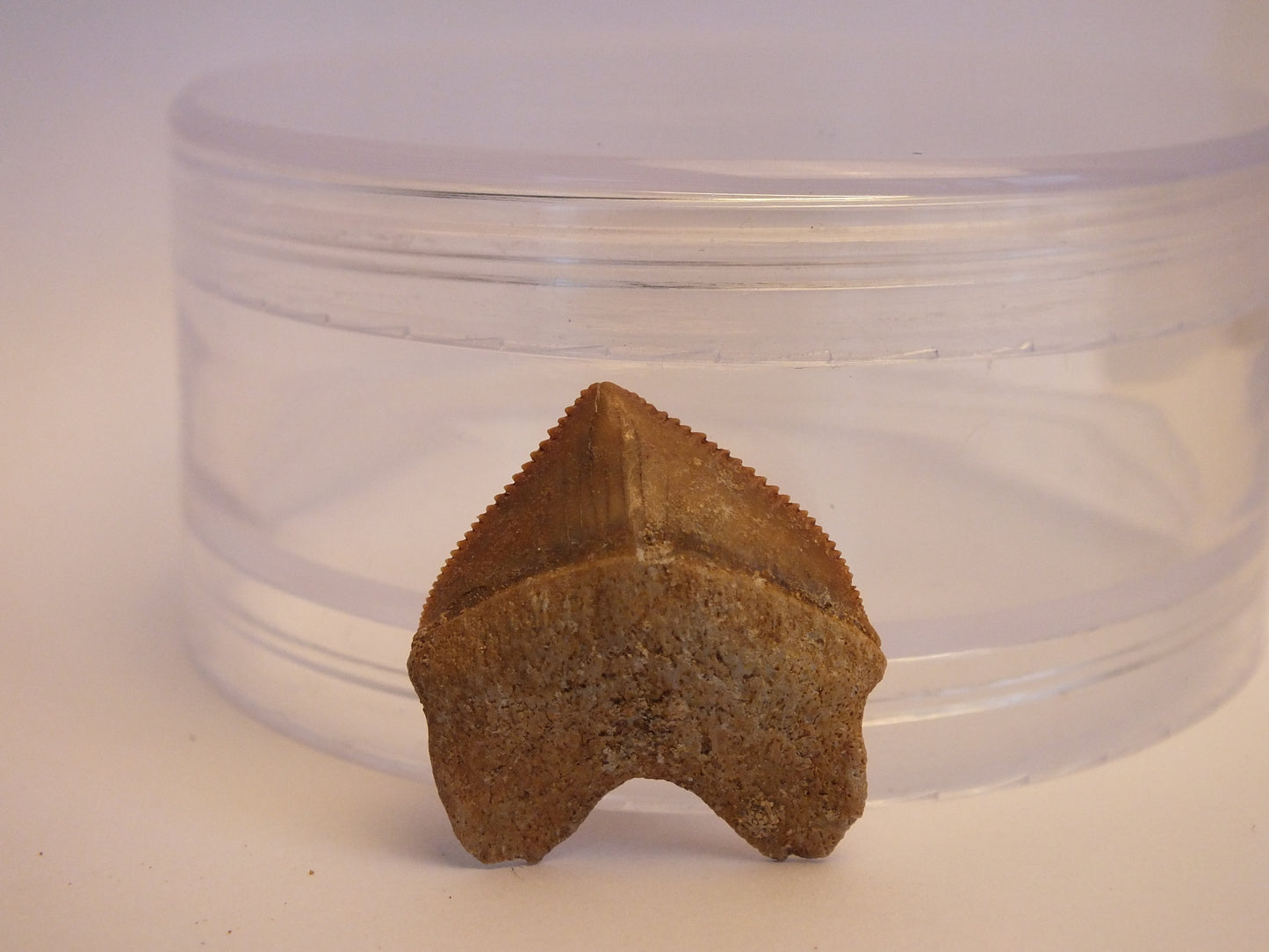 1.0" Squalicorax Shark Tooth Fossil