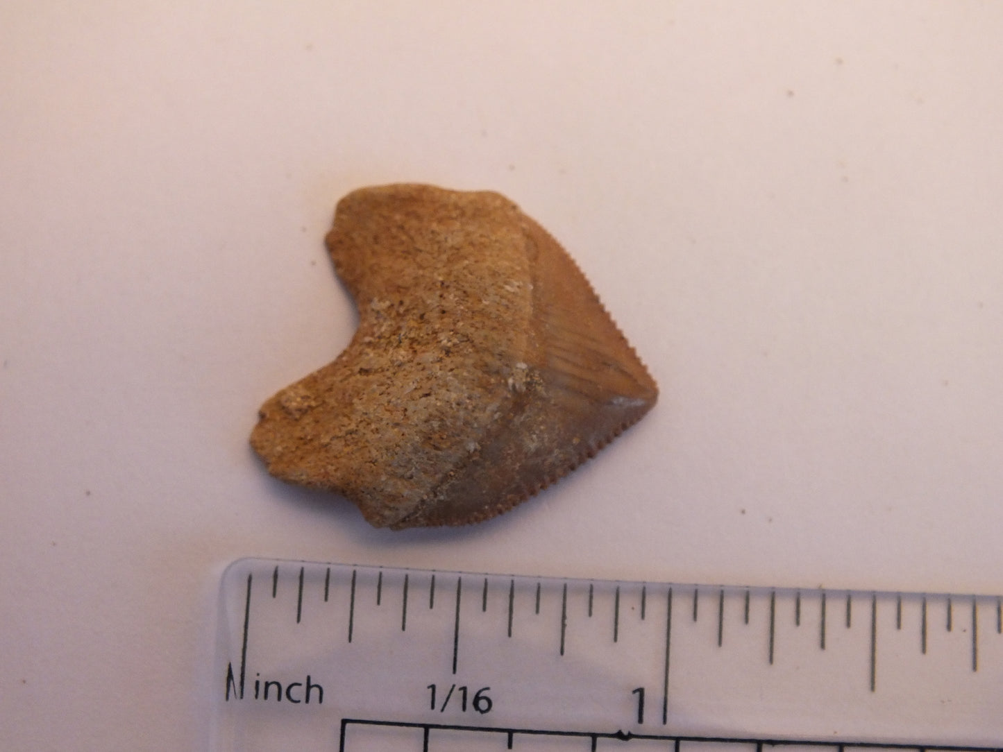 1.0" Squalicorax Shark Tooth Fossil