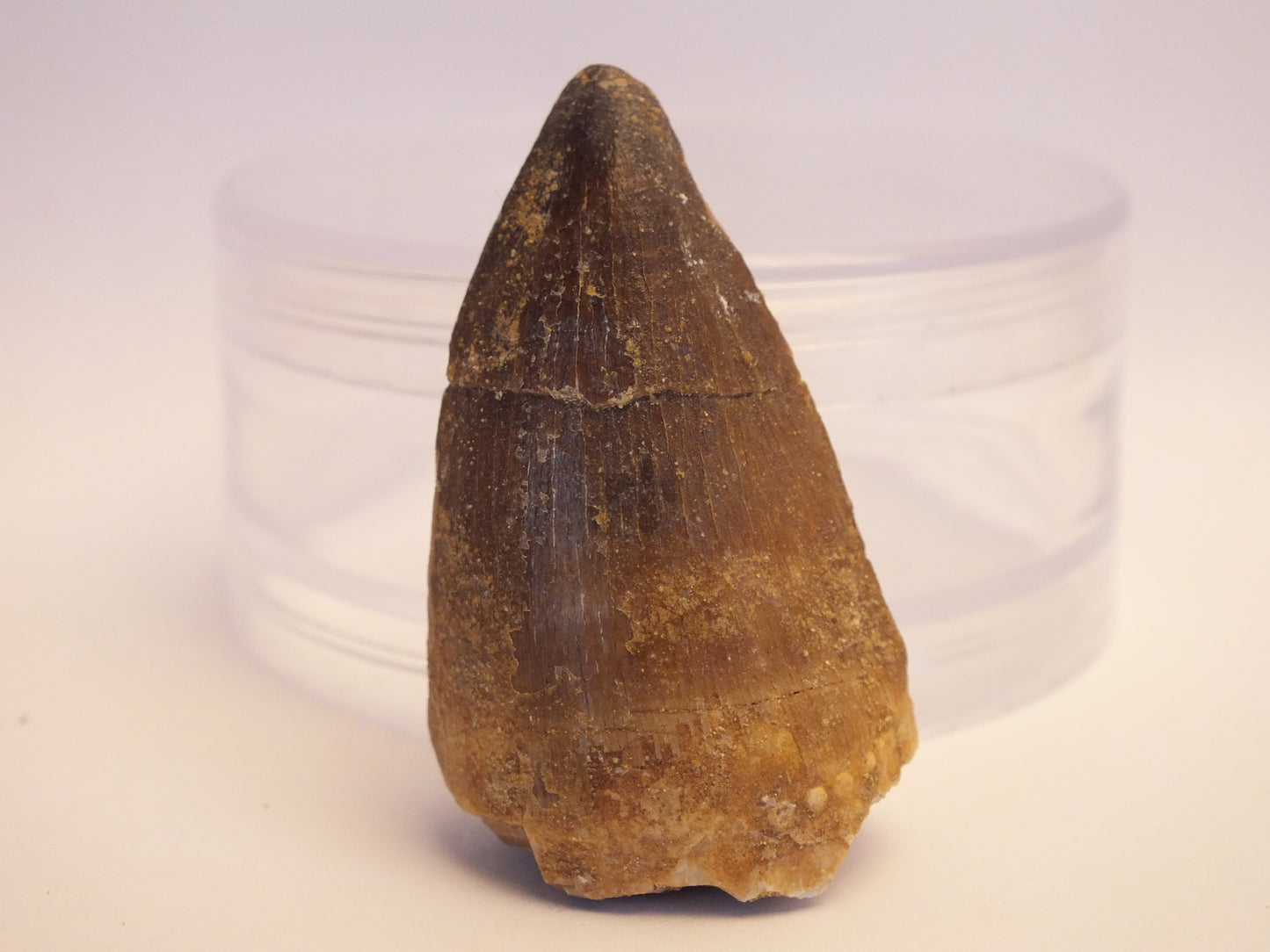 2.0" Mosasaur Tooth