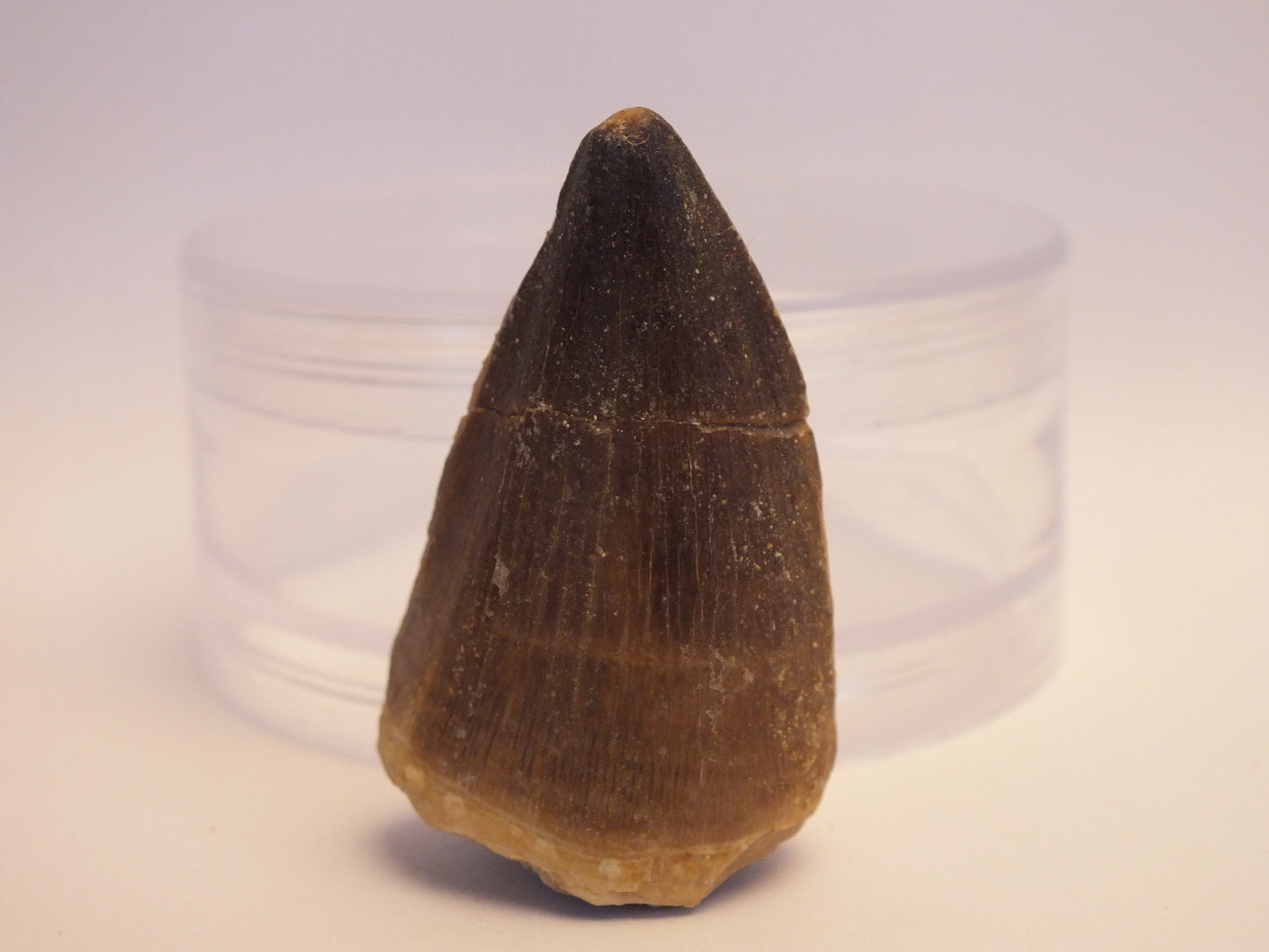 2.0" Mosasaur Tooth