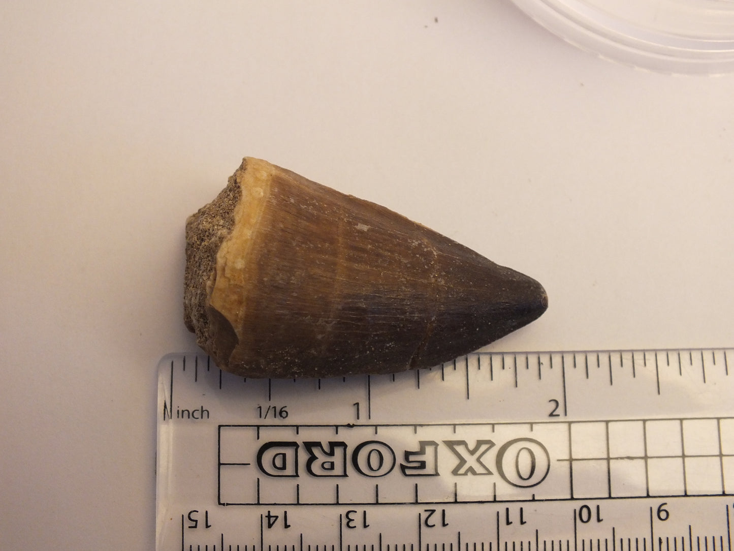 2.0" Mosasaur Tooth