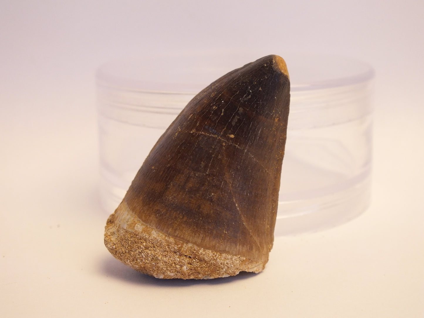 2.0" Mosasaur Tooth