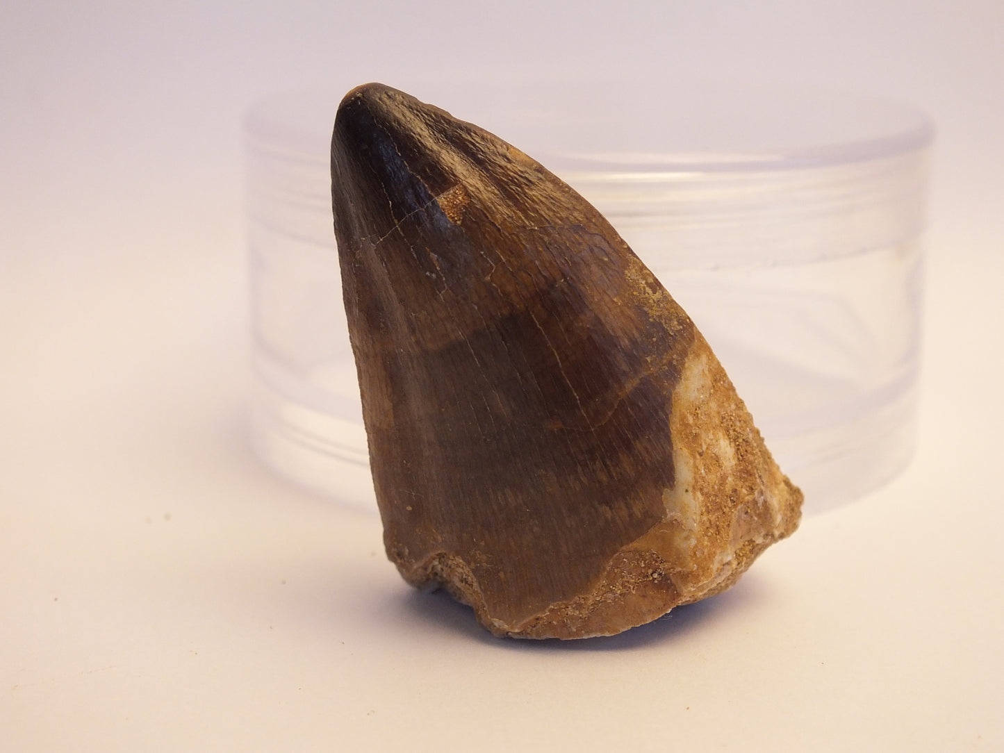 2.0" Mosasaur Tooth