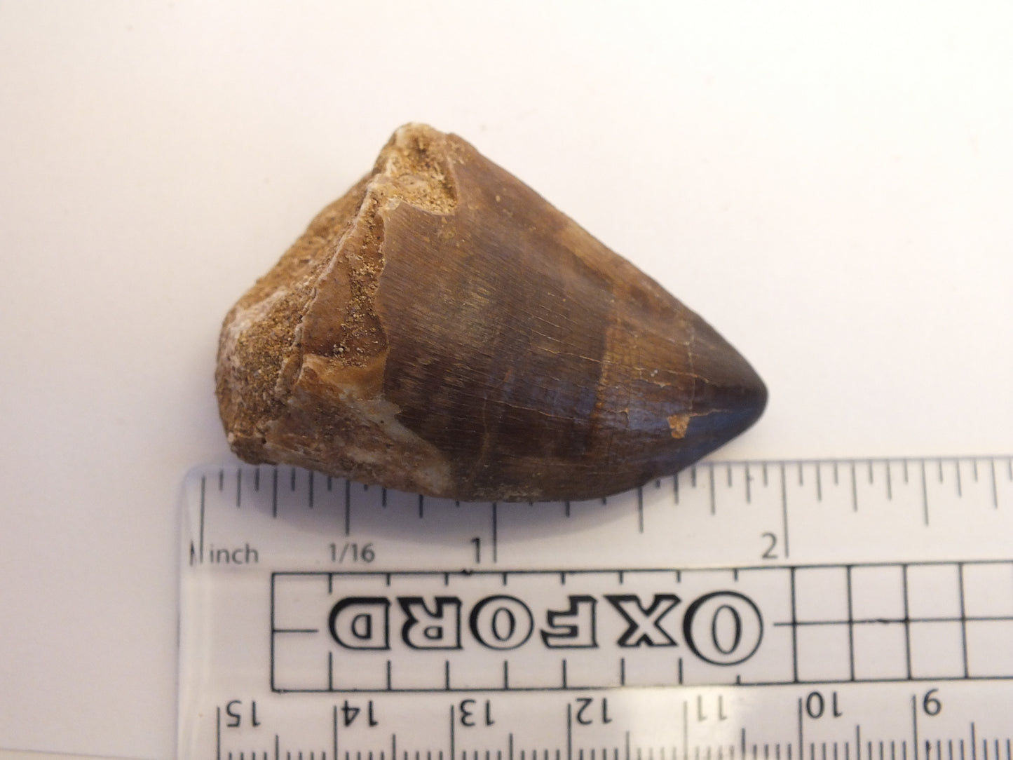 2.0" Mosasaur Tooth