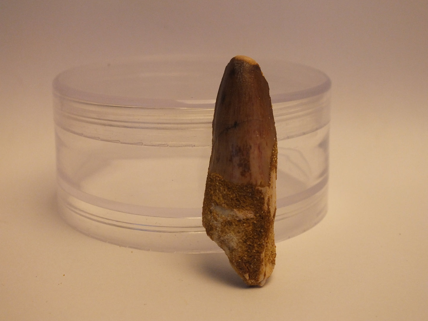 1.8" Spinosaurus Tooth