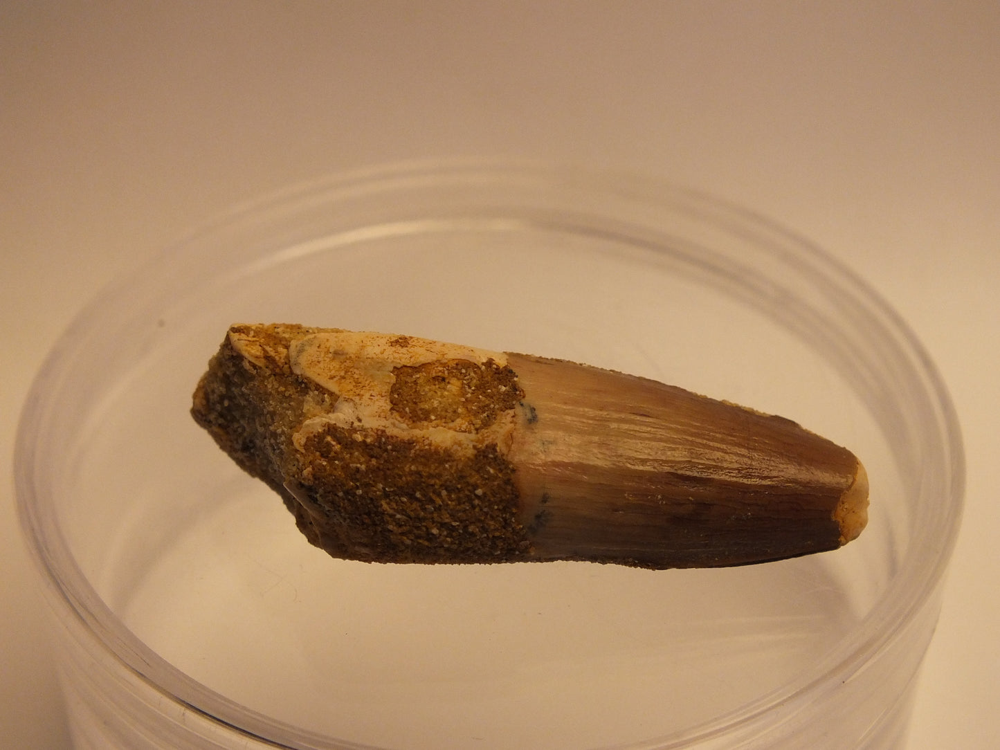 1.8" Spinosaurus Tooth