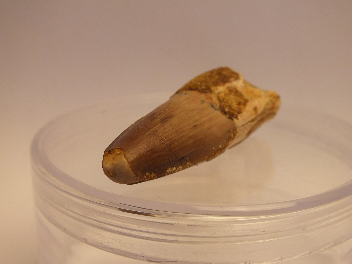 1.8" Spinosaurus Tooth