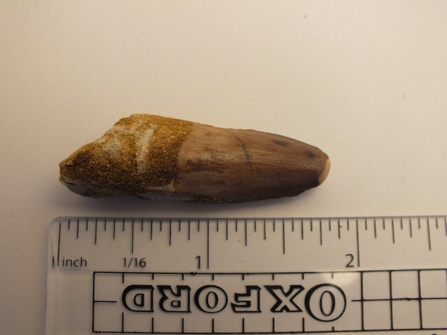 1.8" Spinosaurus Tooth