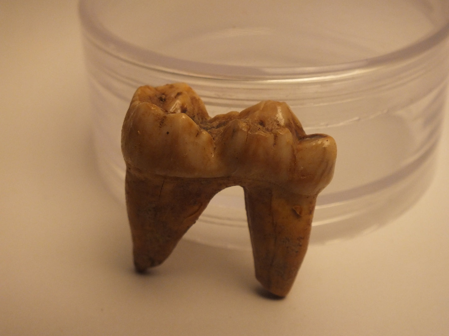 1.25" Cave bear Molar with Roots