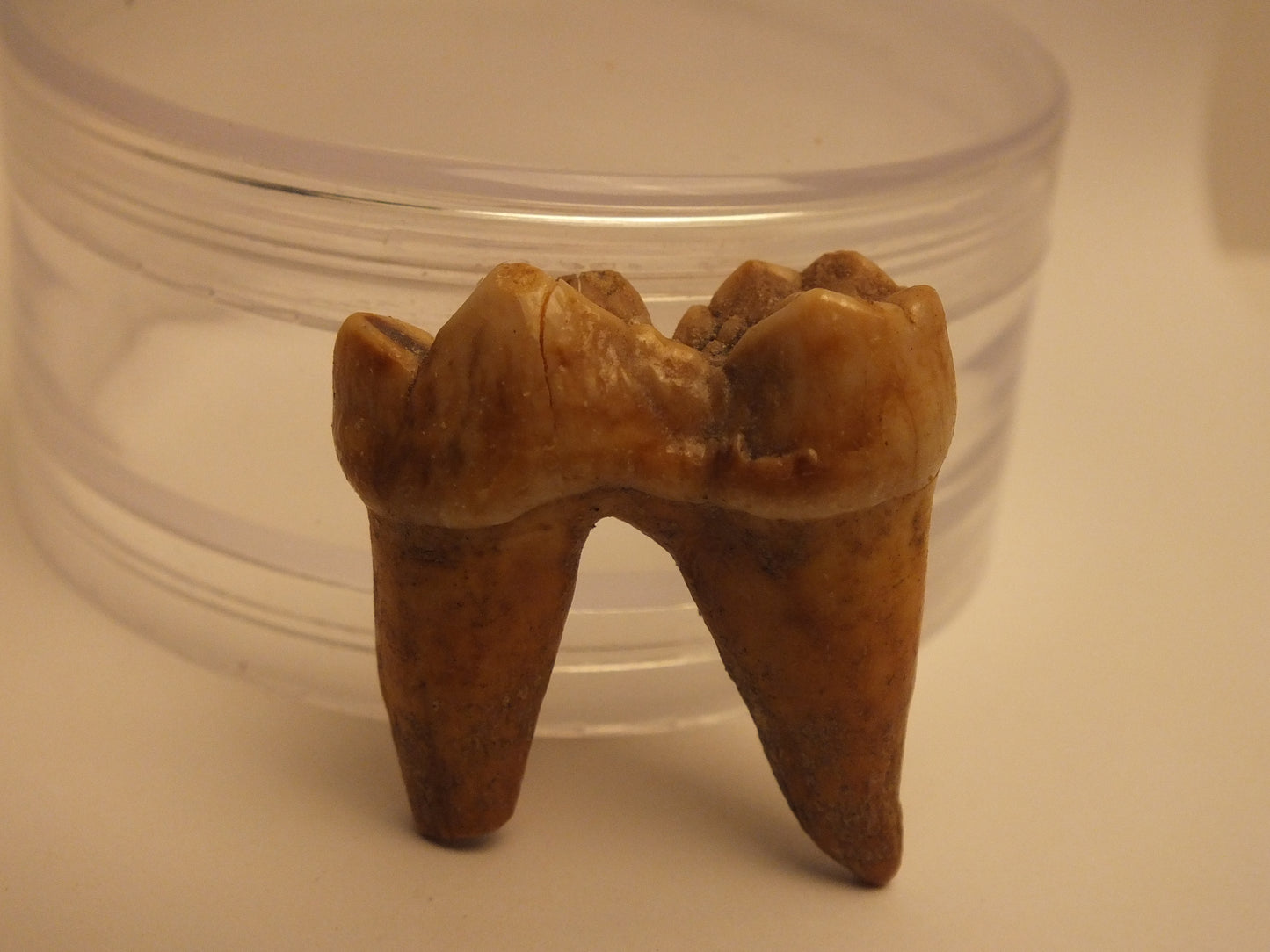 1.25" Cave bear Molar with Roots