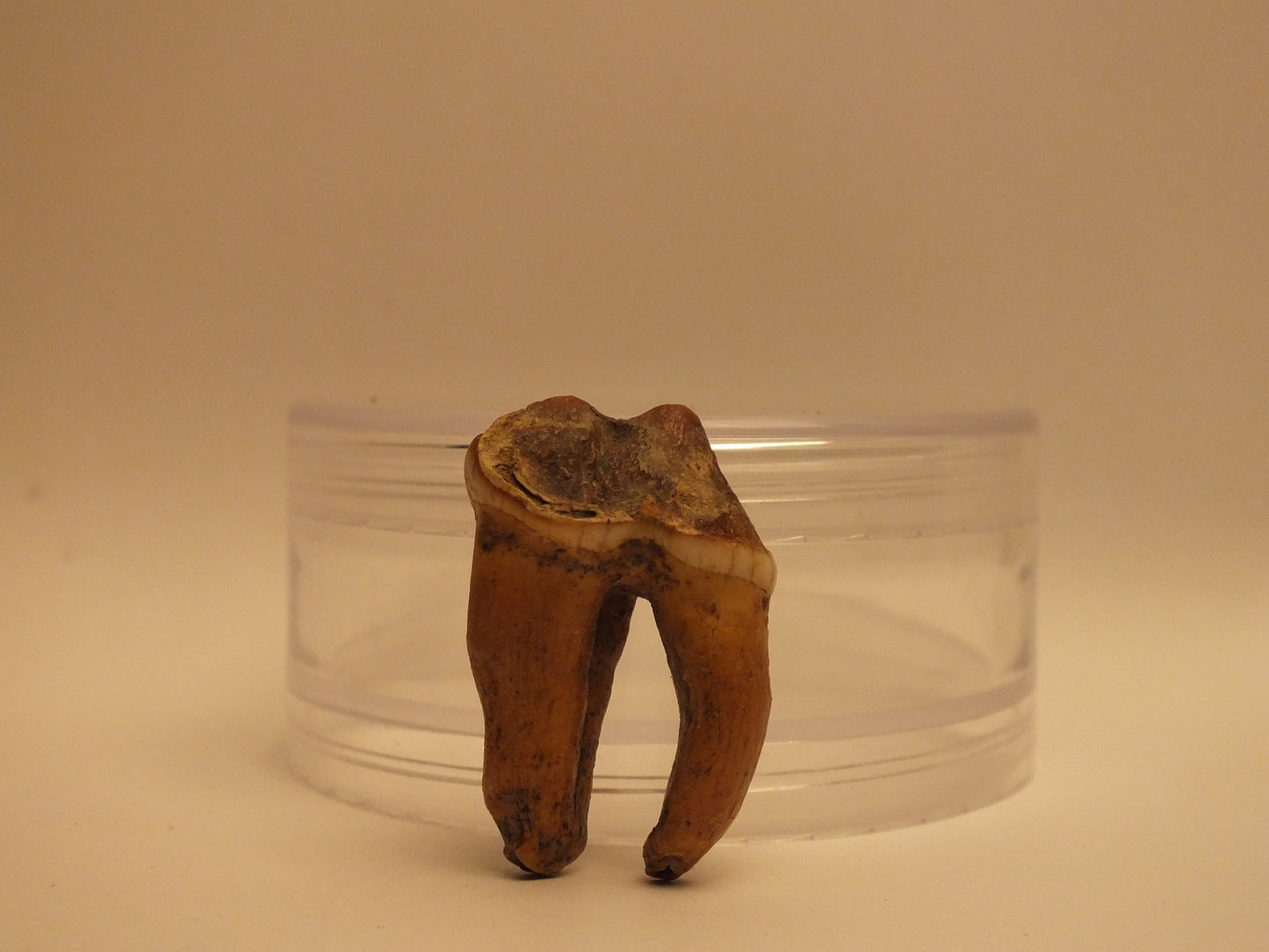 1.43" Cave Bear Molar with Roots