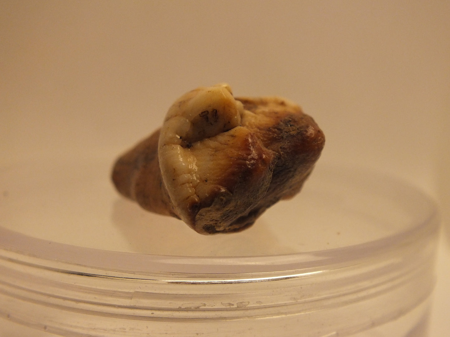 1.43" Cave Bear Molar with Roots