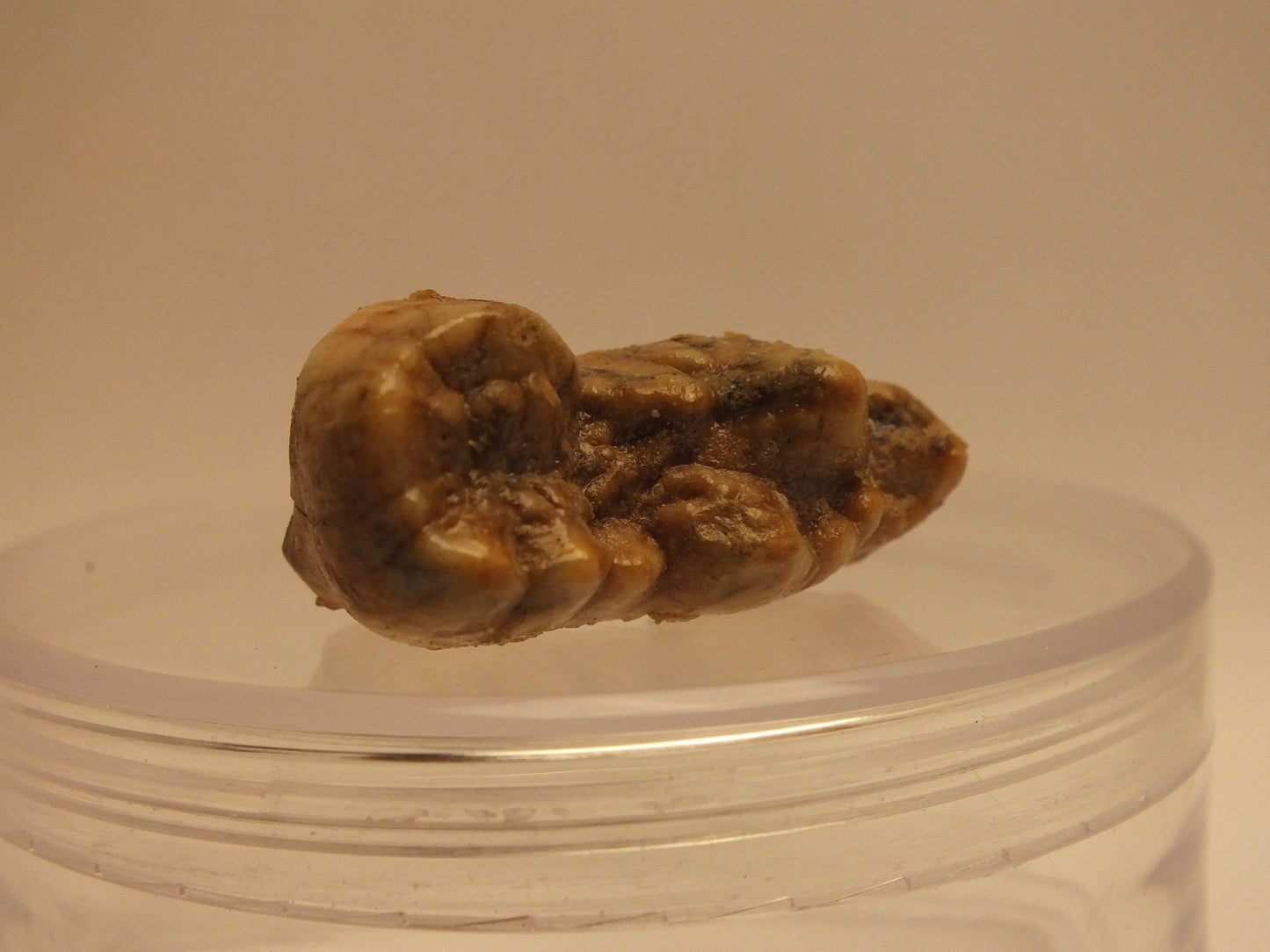 0.9" Cave Bear Molar (No Roots)