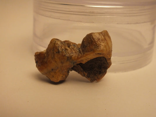 0.9" Cave Bear Molar (No Roots)