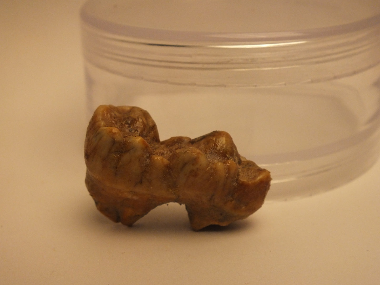 0.9" Cave Bear Molar (No Roots)