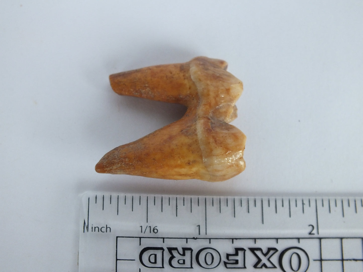 1.25" Cave bear Molar with Roots