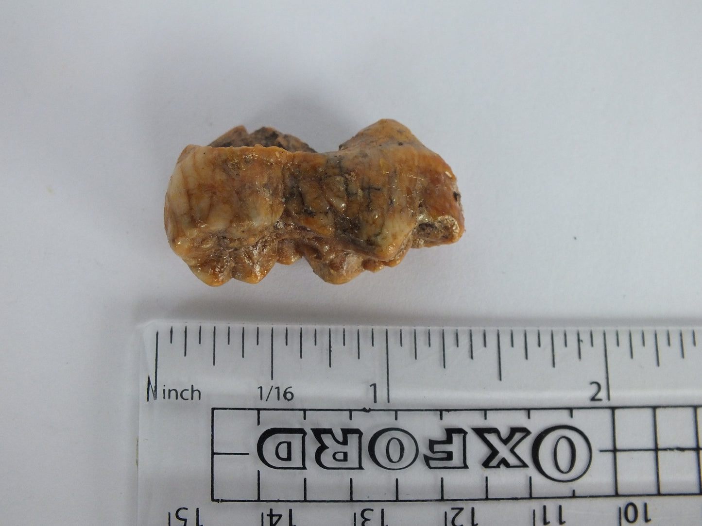 0.9" Cave Bear Molar (No Roots)