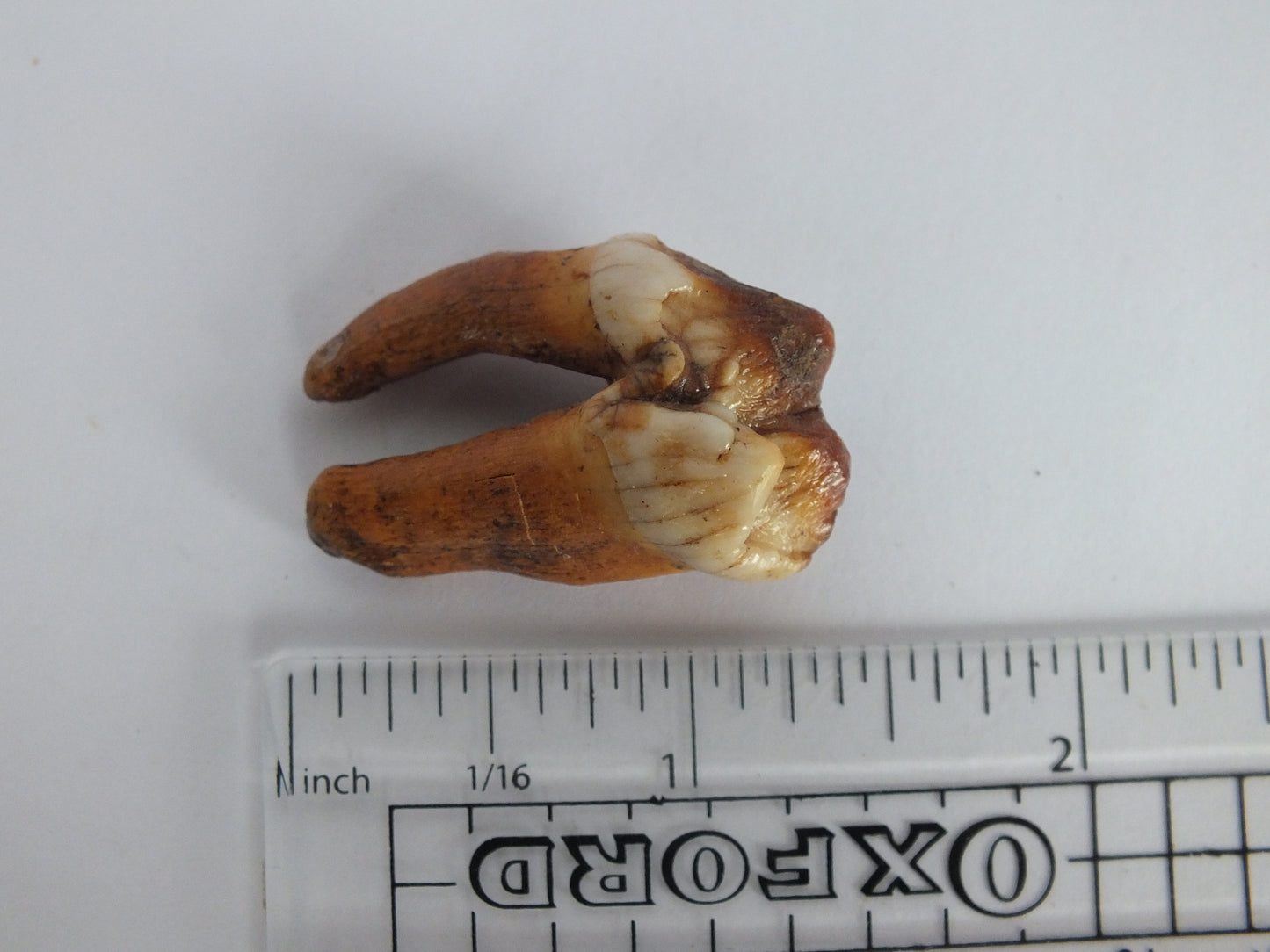 1.43" Cave Bear Molar with Roots