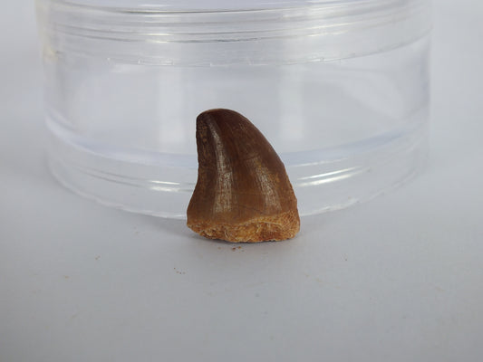 0.8" Mosasaur Tooth