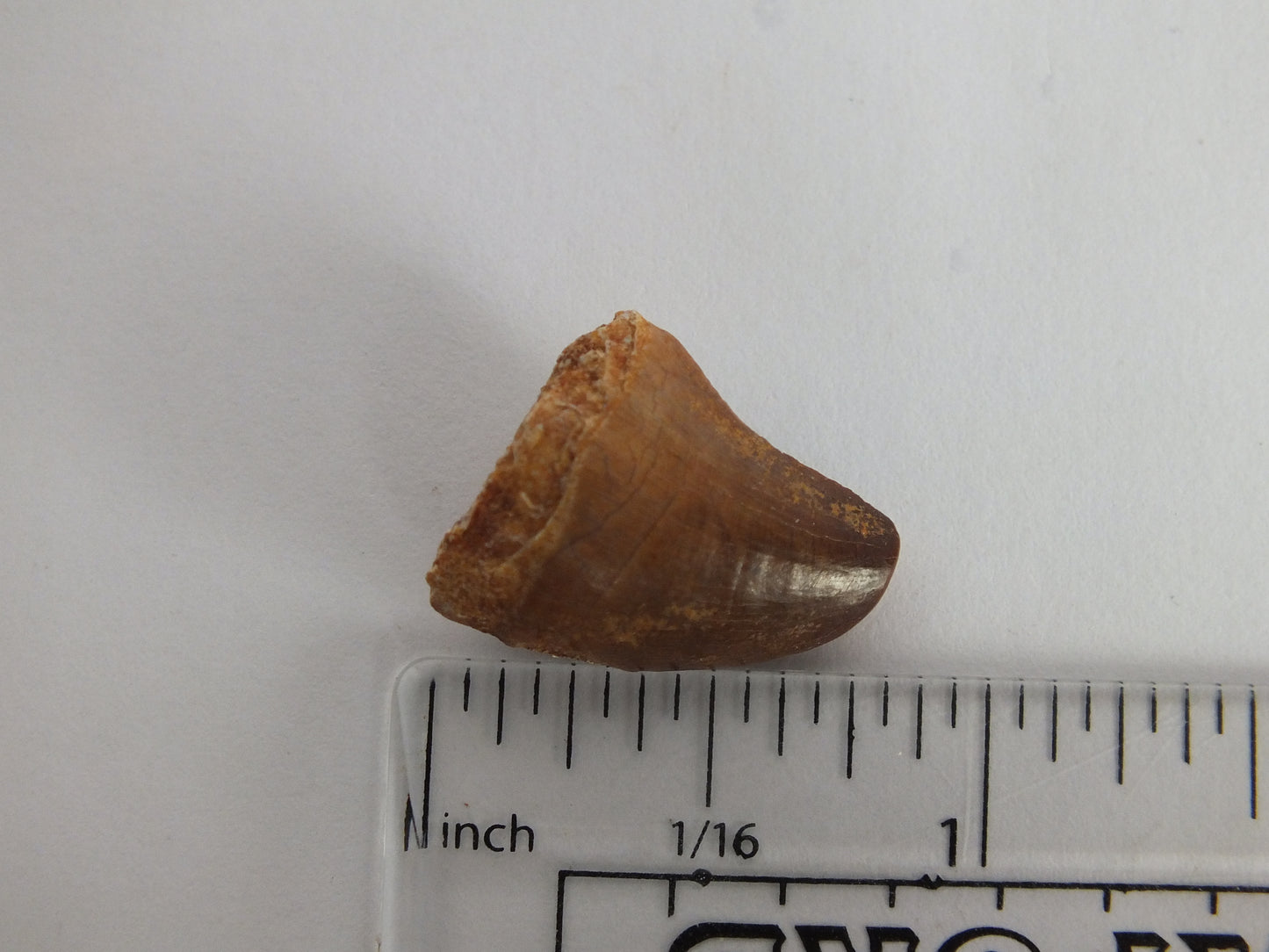 0.8" Mosasaur Tooth