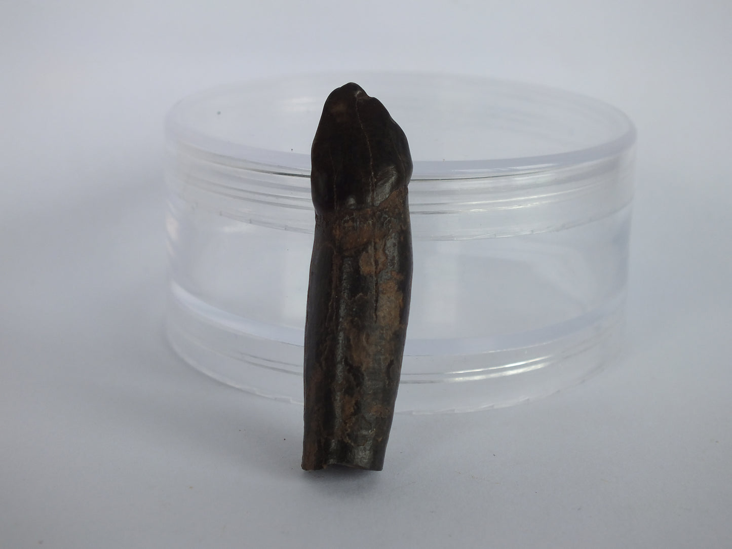 1.75" Rare River Dolphin Tooth (Goniodelphis Hudsoni)