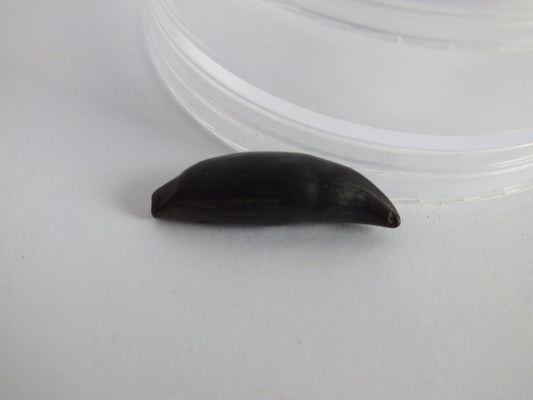 1.12" Rare River Dolphin Tooth (Goniodelphis Hudsoni)