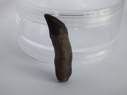 1.45" Rare River Dolphin Tooth (Goniodelphis Hudsoni)