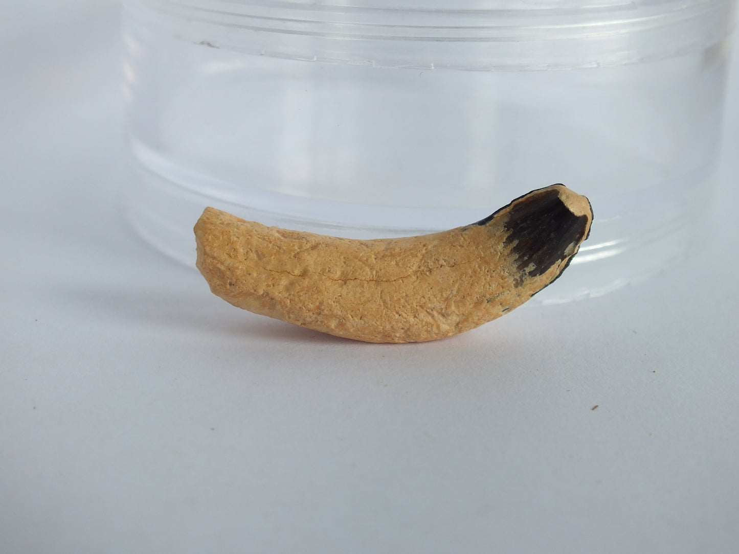 1.43" Rare River Dolphin Tooth (Goniodelphis Hudsoni)