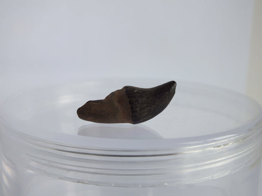 0.93" Rare River Dolphin Tooth (Goniodelphis Hudsoni)