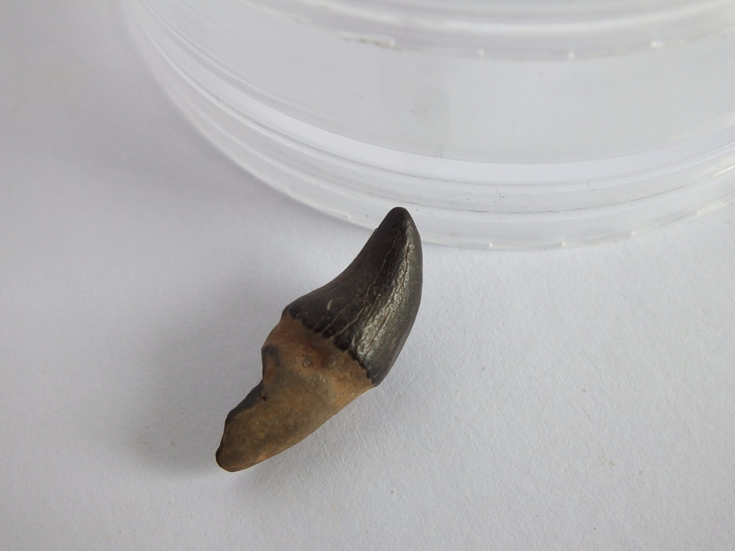 0.93" Rare River Dolphin Tooth (Goniodelphis Hudsoni)