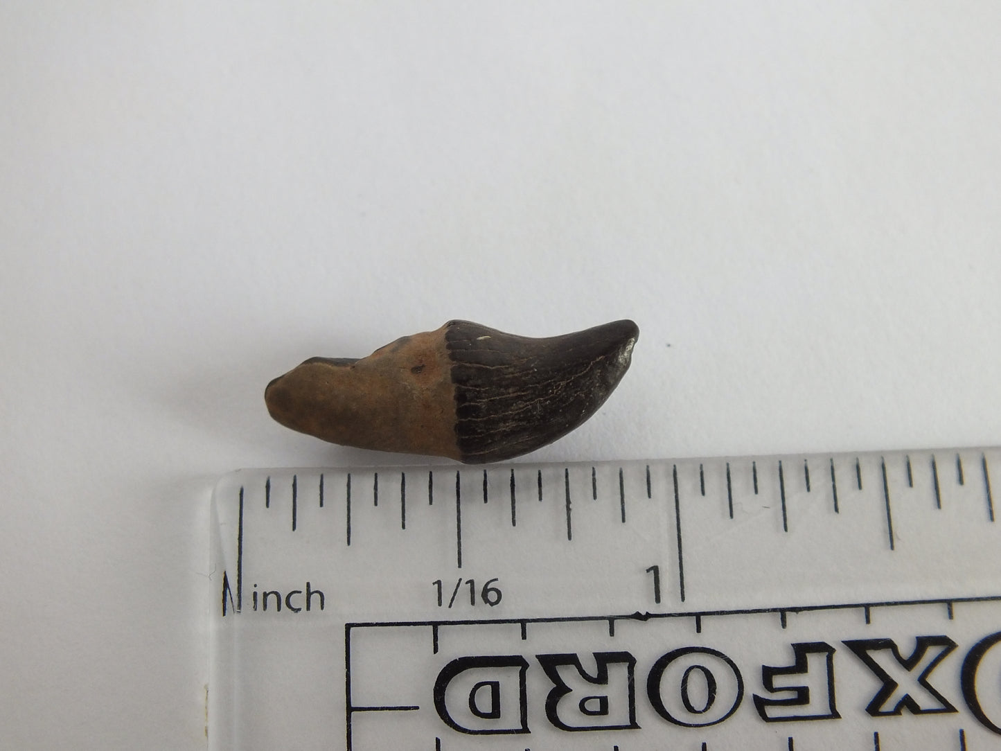 0.93" Rare River Dolphin Tooth (Goniodelphis Hudsoni)