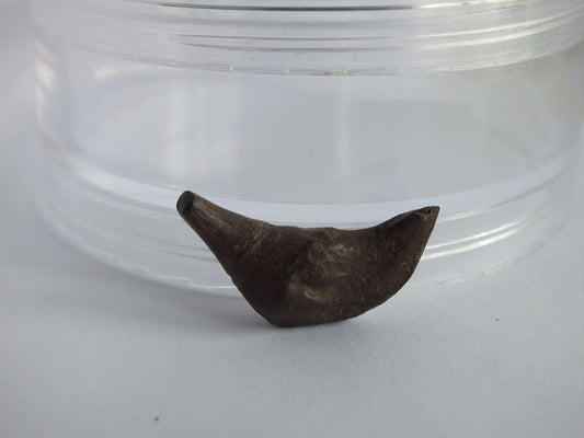 1.0" Rare River Dolphin Tooth (Goniodelphis Hudsoni)