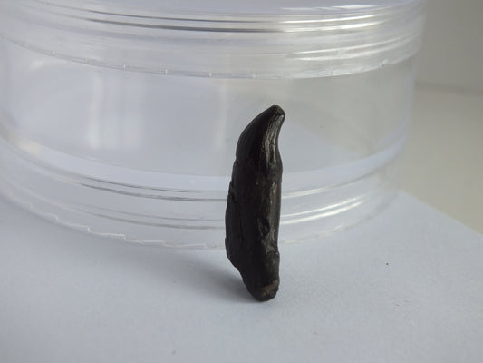 1" Rare River Dolphin Tooth (Goniodelphis Hudsoni)