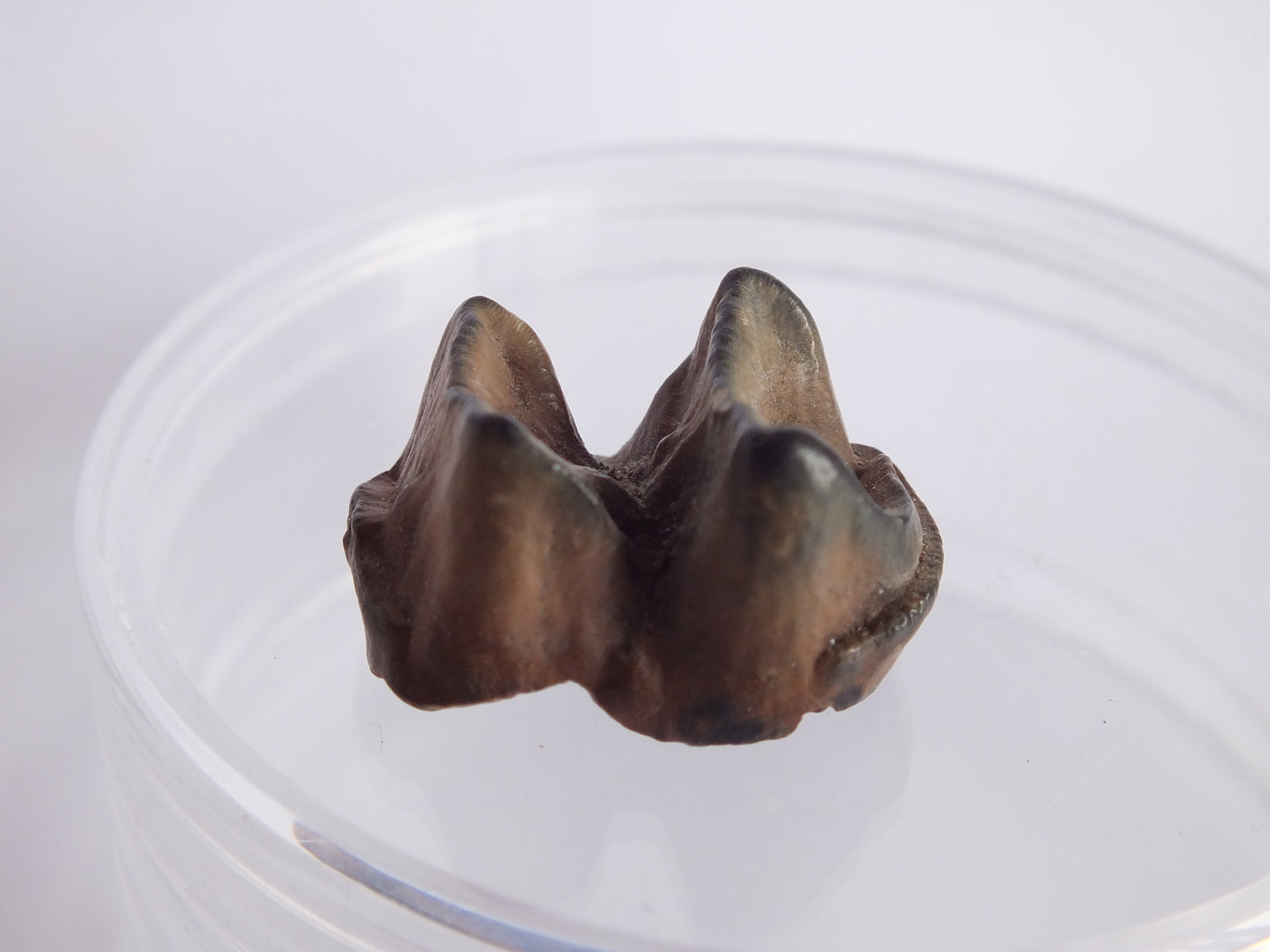 0.92" Tapir Tooth Fossil