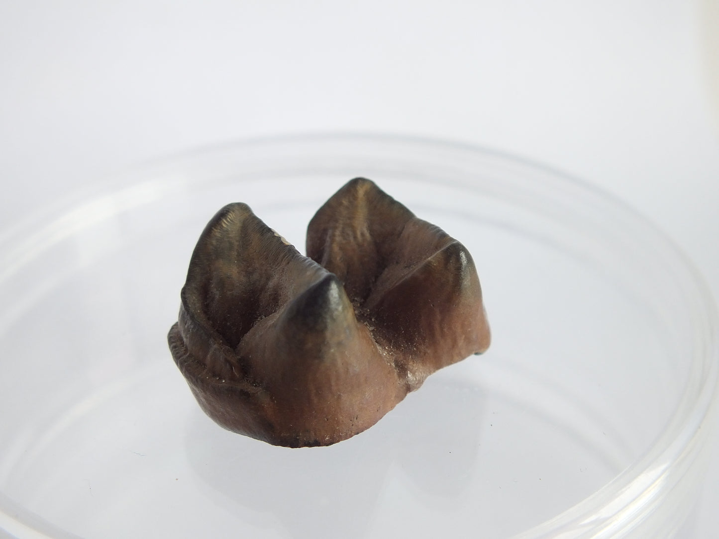 0.92" Tapir Tooth Fossil