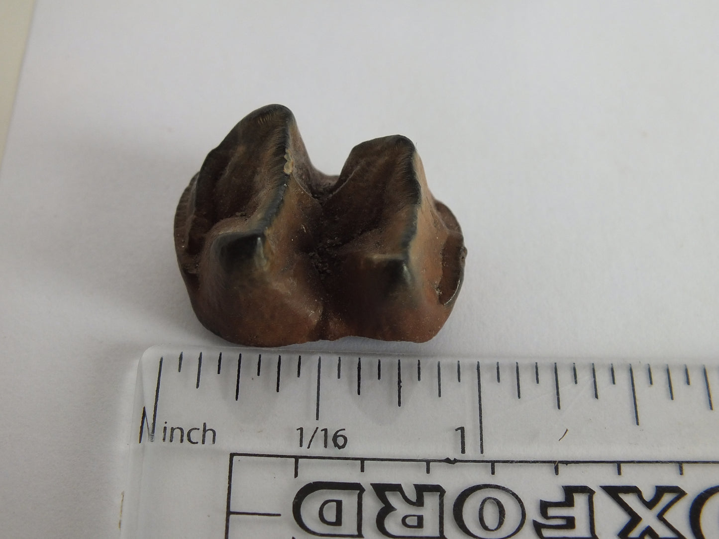 0.92" Tapir Tooth Fossil