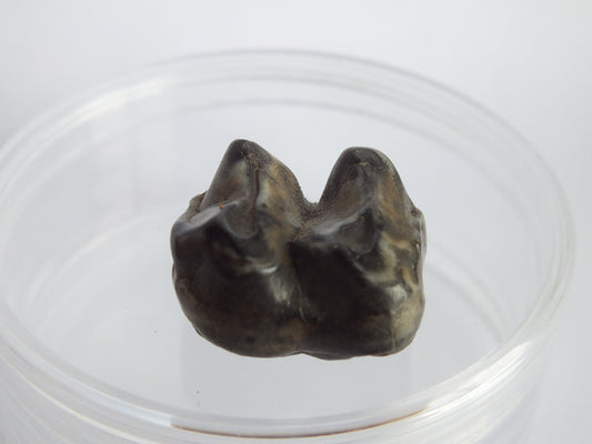 1.0" Tapir Tooth Fossil