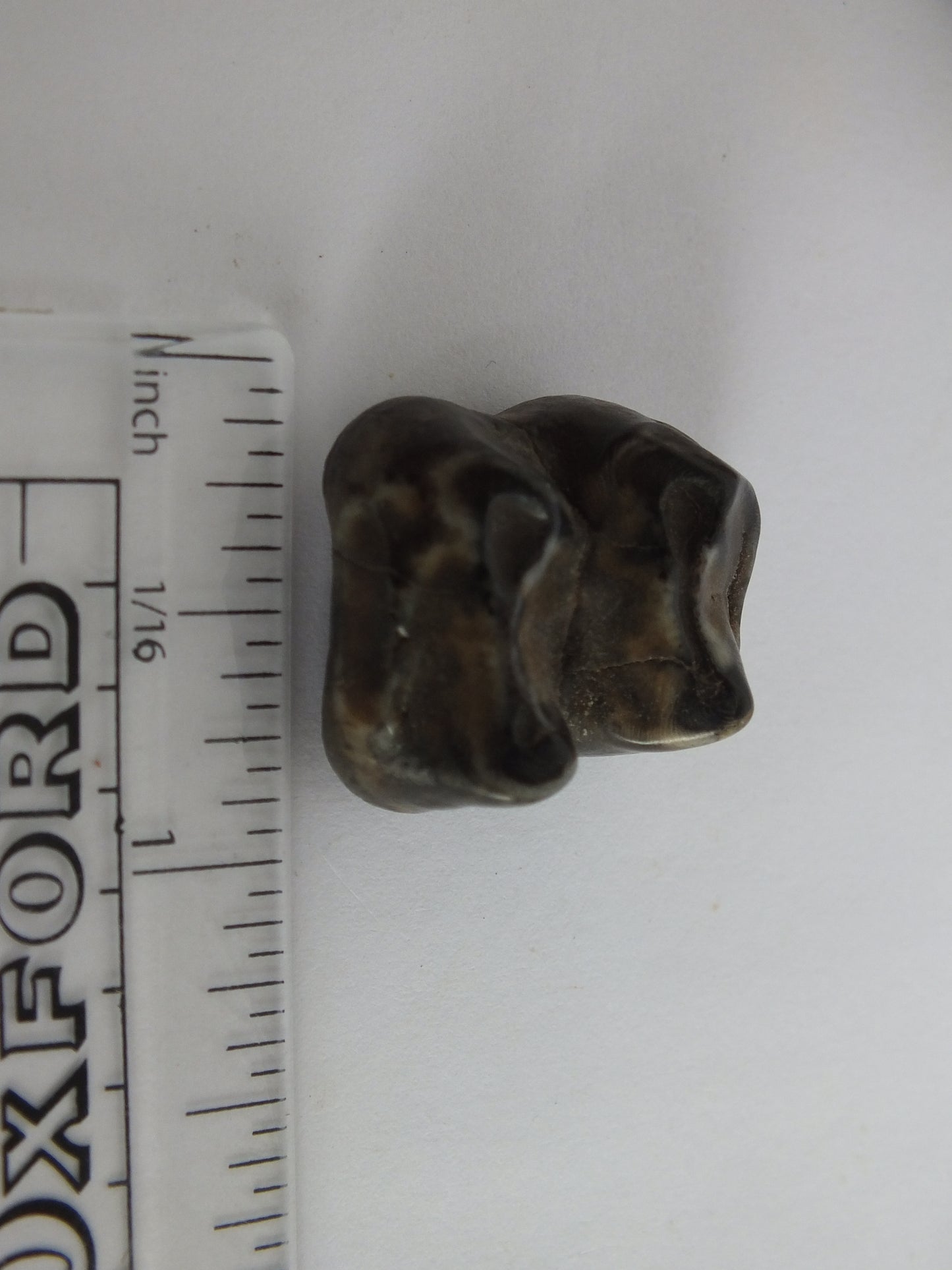 1.0" Tapir Tooth Fossil