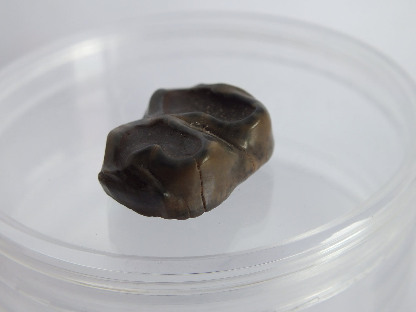 0.75" Tapir Tooth Fossil