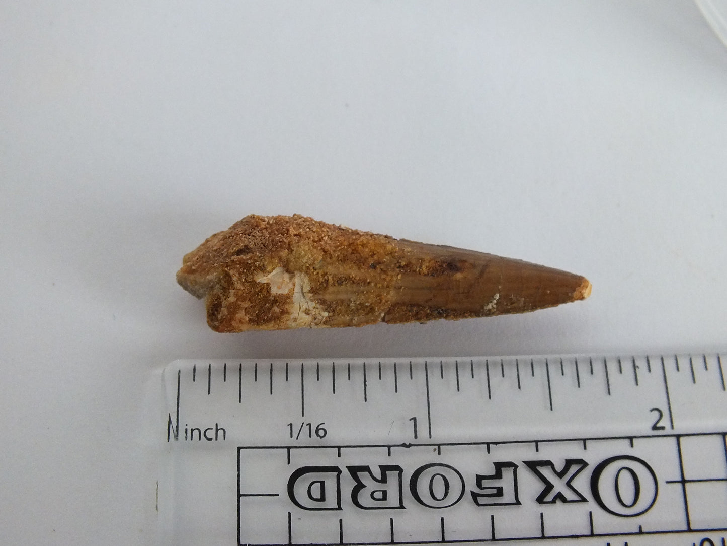 1.75" Spinosaurus Tooth