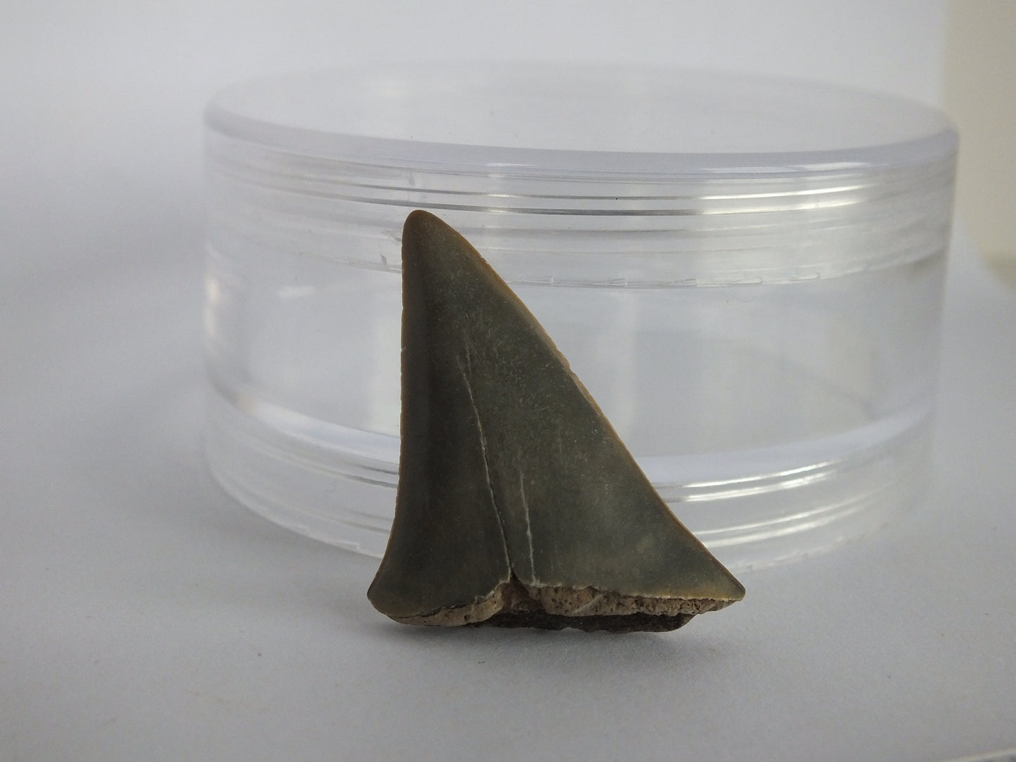 1.4" Mako Shark Tooth Fossil