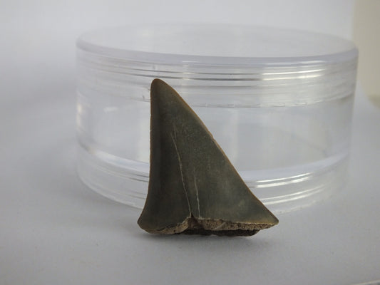 1.4" Mako Shark Tooth Fossil