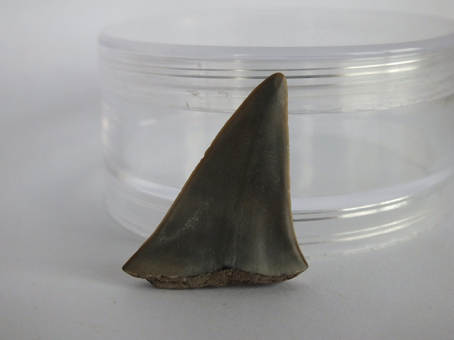 1.4" Mako Shark Tooth Fossil