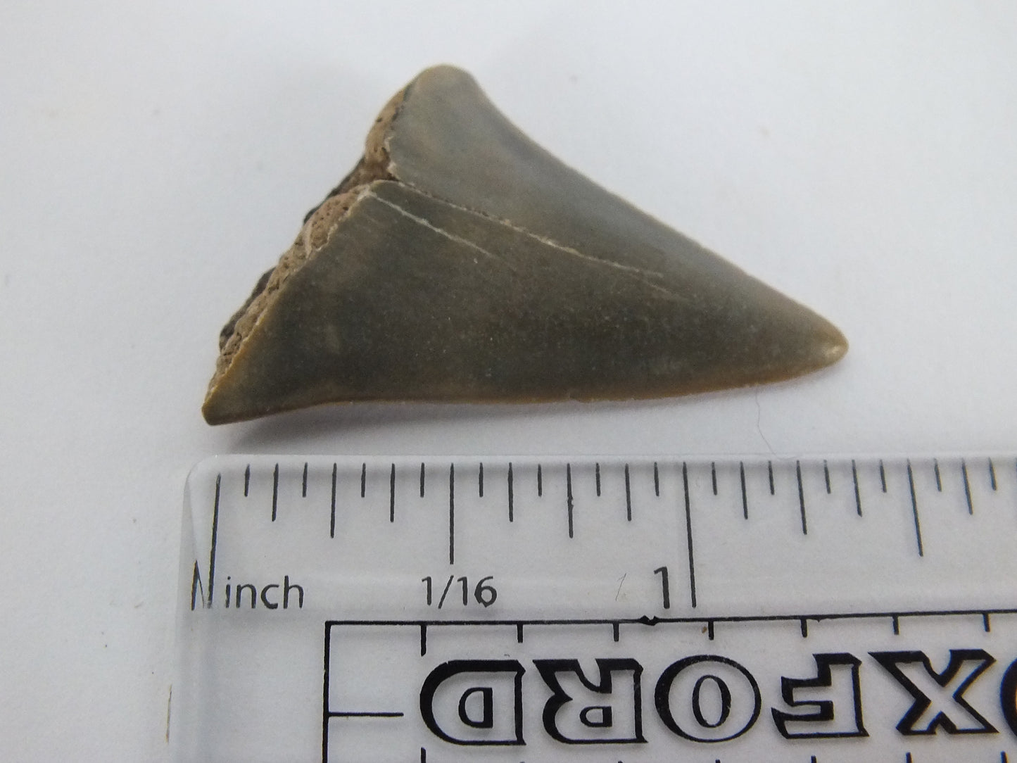 1.4" Mako Shark Tooth Fossil