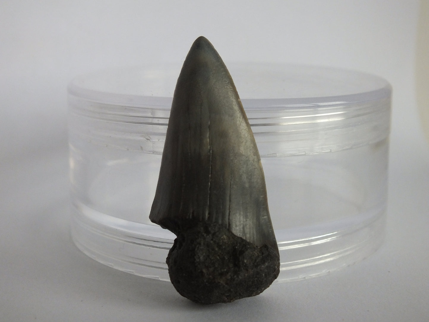 1.75" Mako Shark Tooth Fossil