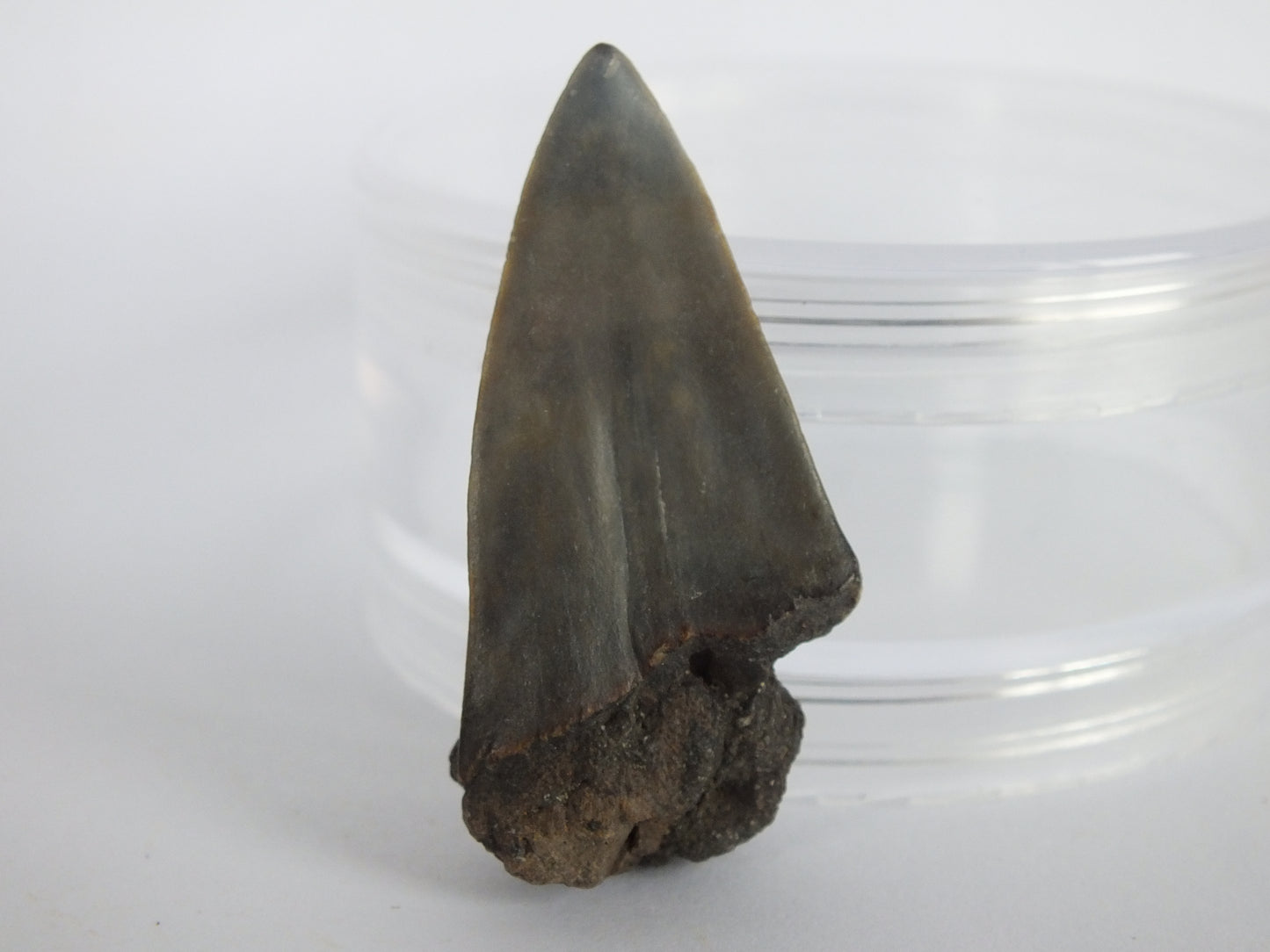 1.75" Mako Shark Tooth Fossil