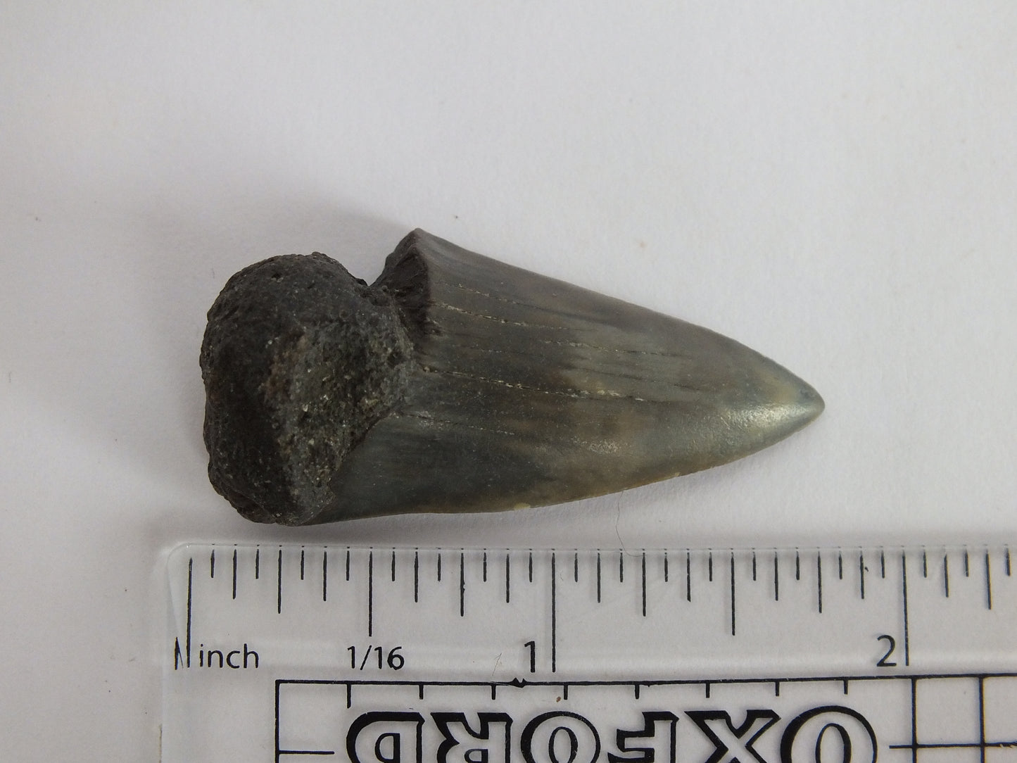 1.75" Mako Shark Tooth Fossil