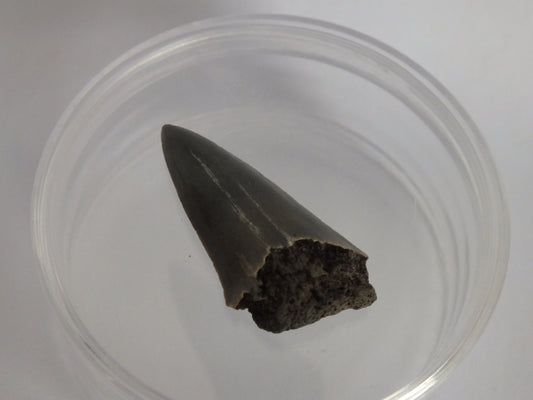 1.6" Mako Shark Tooth Fossil