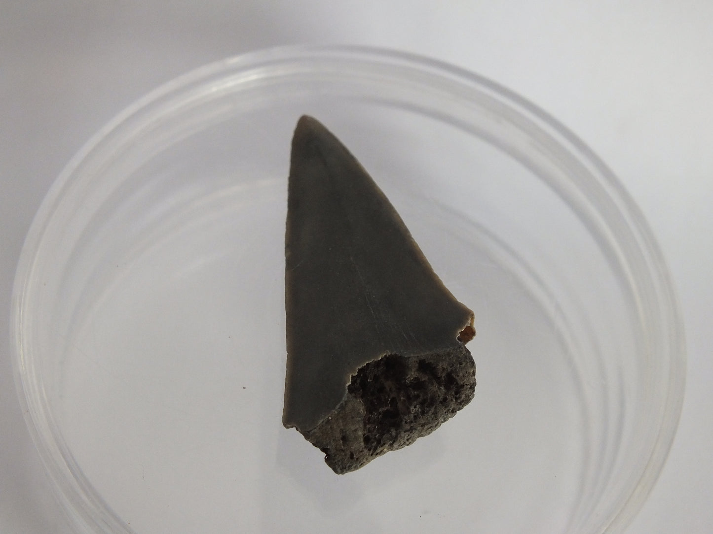 1.6" Mako Shark Tooth Fossil